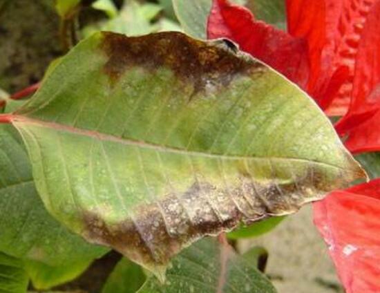 仙客來灰霉病的癥狀，仙客來灰霉病防治方法