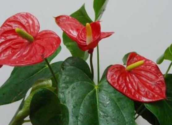 紅掌怎么養(yǎng)才能開(kāi)花，只需要做好六點(diǎn)花開(kāi)茂盛