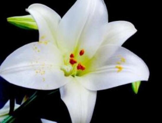 百合花有毒嗎，百合花放在臥室好嗎/影響睡眠