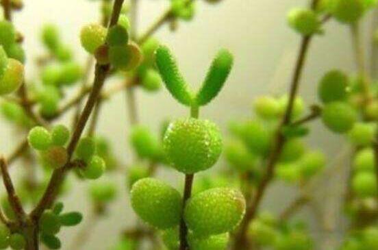 碧光環(huán)怎么種，保持盆土微濕潤/秋季種植存活率高