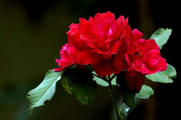 黃薔薇花語是什么，象征著永恒的微笑