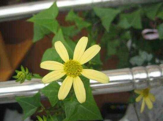 常春藤會開花嗎，常春藤什么時(shí)候開花