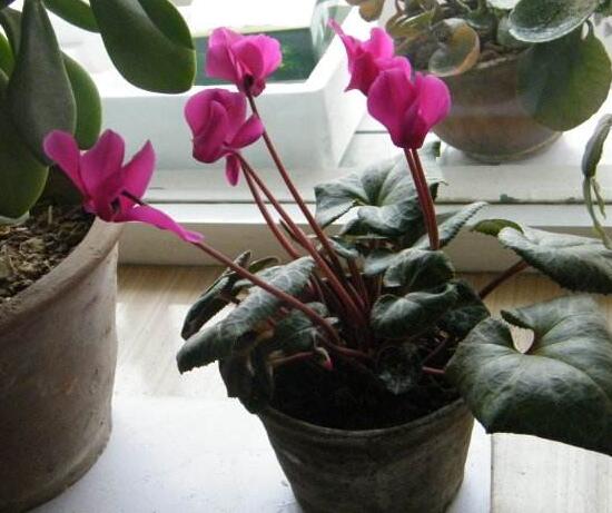 仙客來(lái)開花后怎么養(yǎng),仙客來(lái)花的養(yǎng)護(hù)技巧