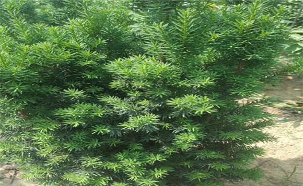 紅豆杉價(jià)格_盆景圖片_功效_藥用價(jià)值_作用