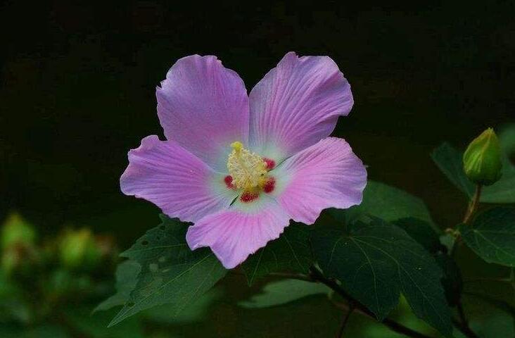 木芙蓉花的病蟲害防治，對癥下藥很重要