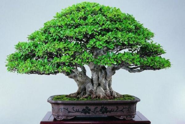 榕樹的養(yǎng)殖方法和注意事項(xiàng)，掌握這四點(diǎn)技巧讓你的榕樹挺拔蒼勁