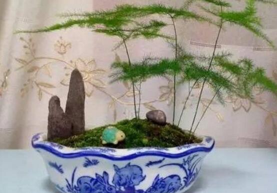 矮文竹怎樣養(yǎng)才能矮壯，五個(gè)小技巧使文竹一直低矮