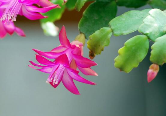 蟹爪蘭的栽培技術(shù)，做好這七點(diǎn)便可生長得郁郁蔥蔥