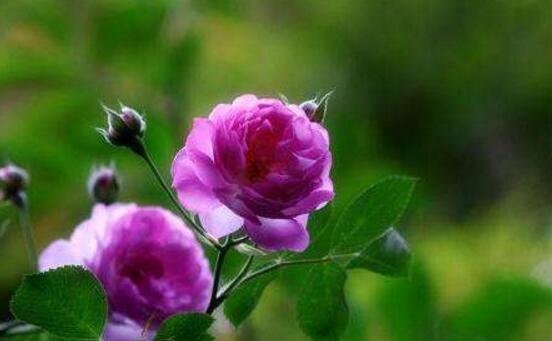 紫色薔薇花圖片，紫色薔薇花代表禁錮的愛情