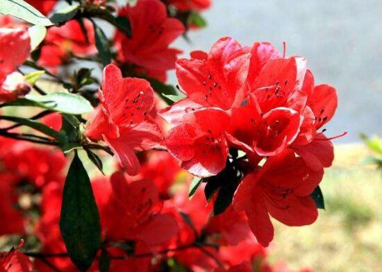 杜鵑花有哪些常見(jiàn)品種，杜鵑花品種圖片大全