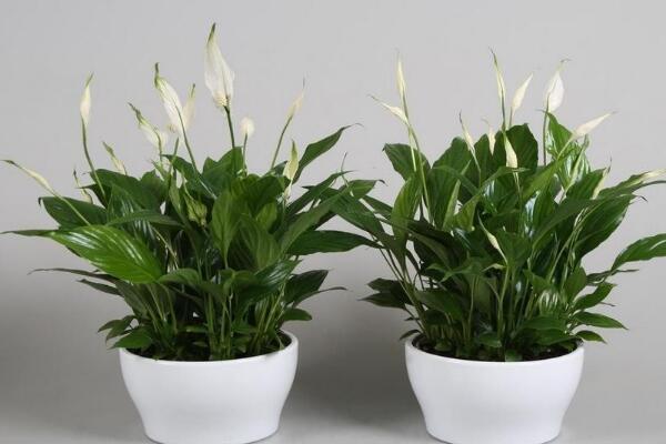 白掌和一帆風(fēng)順是一種花嗎，是同一種植物沒區(qū)別
