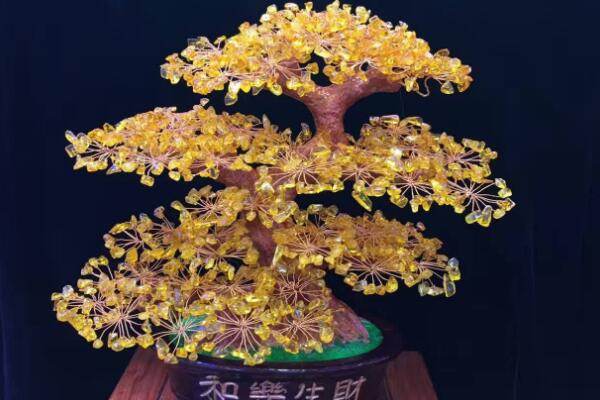 招財(cái)樹和發(fā)財(cái)樹哪個(gè)好，其實(shí)區(qū)別不大