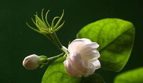 茉莉的養(yǎng)殖方法和注意事項(xiàng)，過多的澆水會(huì)導(dǎo)致茉莉死亡