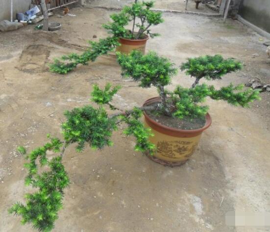 紅豆杉可以種庭院嗎，可以/幸福安康，家庭和睦