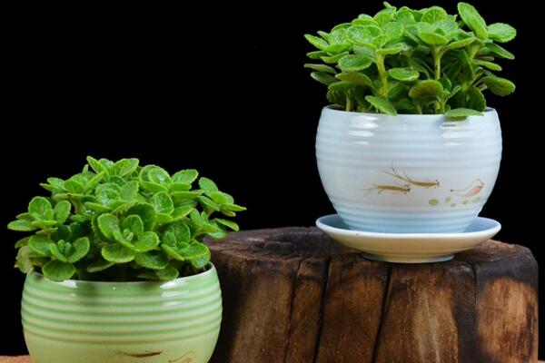 碰碰香能泡茶嗎，碰碰香泡茶作用非常明顯