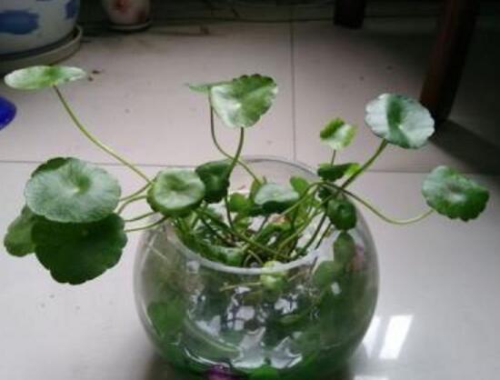 銅錢草爛根是什么原因，銅錢草爛根了怎么辦