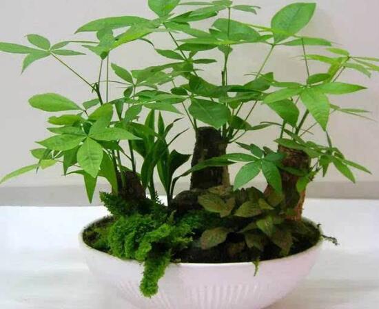 小發(fā)財樹為什么要砍頭,發(fā)財樹鋸掉后如何發(fā)芽