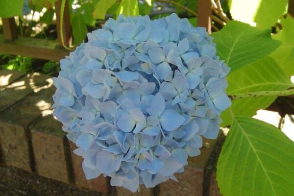 繡球花怎么水培生根，簡單四步教你生根成活