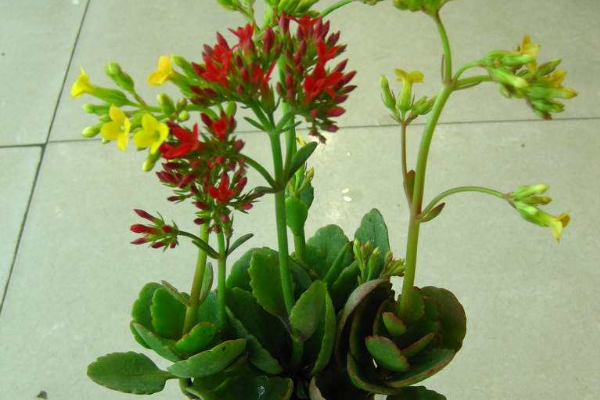 長壽花花莖發(fā)黑怎么辦，可能是得了黑腐病