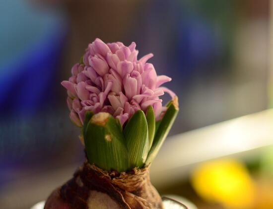 風信子什么時候開花，風信子開花后怎么處理