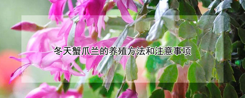 冬天蟹爪蘭的養(yǎng)殖方法和注意事項(xiàng)