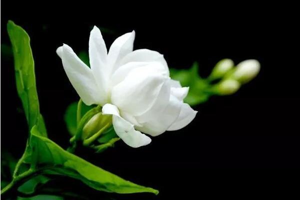 茉莉花如何移栽，做好這五步即可簡(jiǎn)單成活