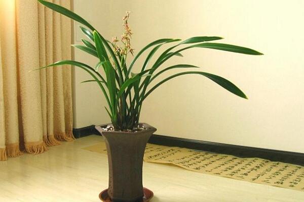 蘭花怎么修剪，蘭花修剪的4大要點(diǎn)