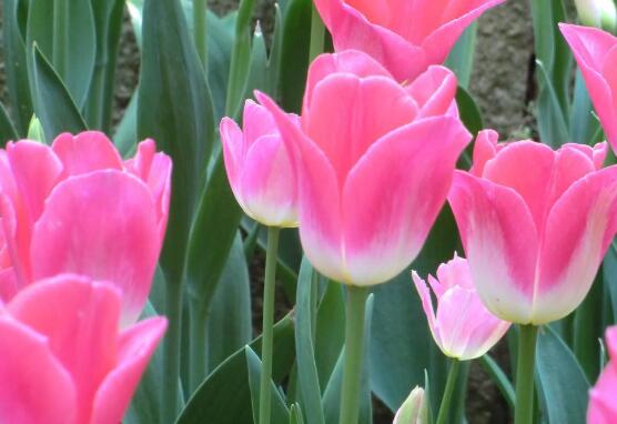 郁金香的花語是什么，郁金香享譽(yù)世界花后