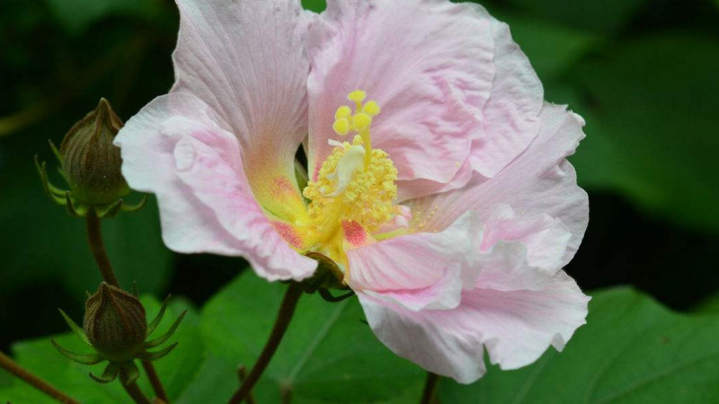 芙蓉花是海棠花嗎