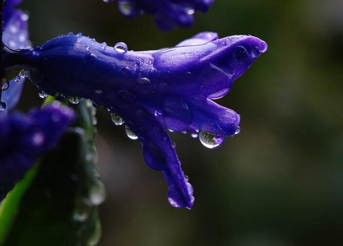 風(fēng)信子花語大全，不同的顏色不同的含義