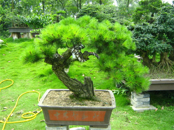 赤松盆景_品種介紹_樹苗價(jià)格_圖片_養(yǎng)護(hù)方法