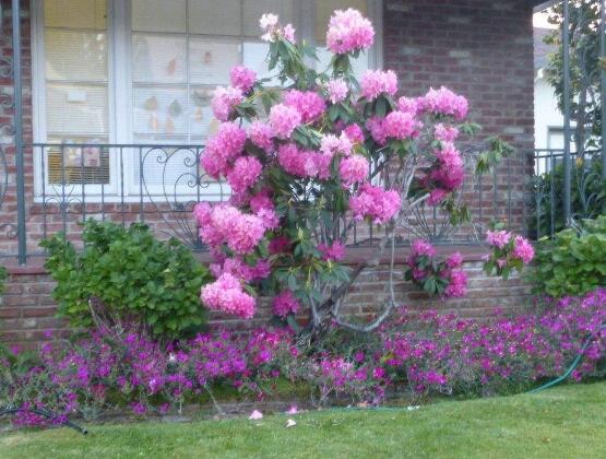 薔薇花有毒嗎，薔薇花可以種植在室內(nèi)嗎