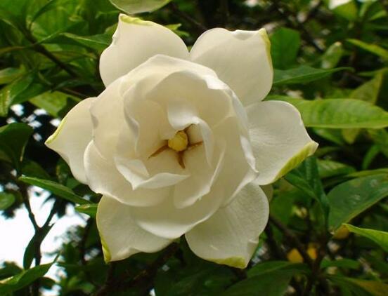 梔子花的花語，梔子花代表永恒的愛與約定