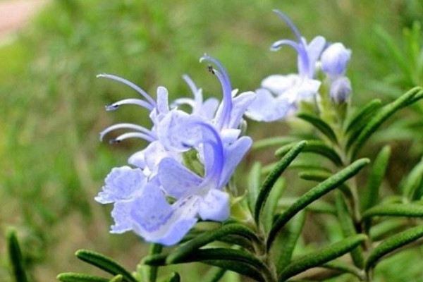迷迭香花語的<a href=http://www.inspiredelm.com/chengyu/ target=_blank class=infotextkey>成語</a>