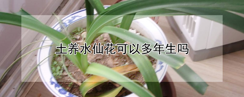 土養(yǎng)水仙花可以多年生嗎