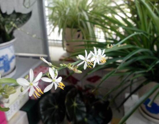 吊蘭的花語(yǔ)是什么，吊蘭開(kāi)花有什么兆頭