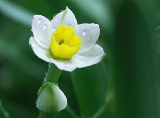 水仙花葉子發(fā)黃怎么辦，水仙花葉子發(fā)黃解決辦法