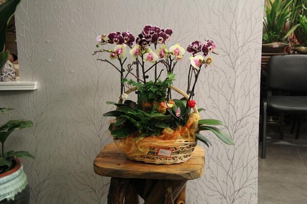 盆栽蝴蝶蘭怎么養(yǎng)，簡(jiǎn)單五步教你養(yǎng)活