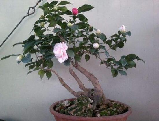 如何制作茶花盆景，茶花盆景圖片大全