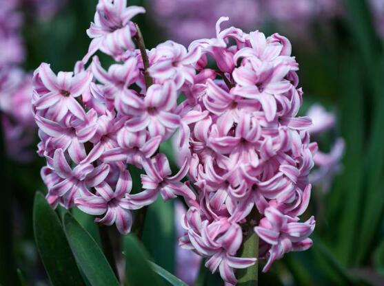 風信子開花后怎么處理，開花后處理方法