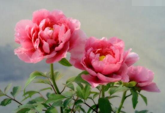 牡丹花花語(yǔ)是什么，代表著富貴吉祥、繁榮昌盛