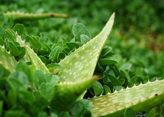 蘆薈膠的作用，美容養(yǎng)顏、減肥祛痘