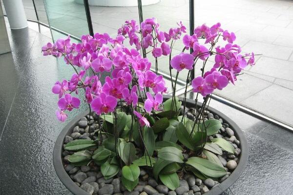 盆栽蝴蝶蘭怎么養(yǎng)，簡(jiǎn)單五步教你養(yǎng)活