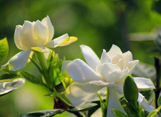 梔子花怎么養(yǎng)，梔子花養(yǎng)殖方法