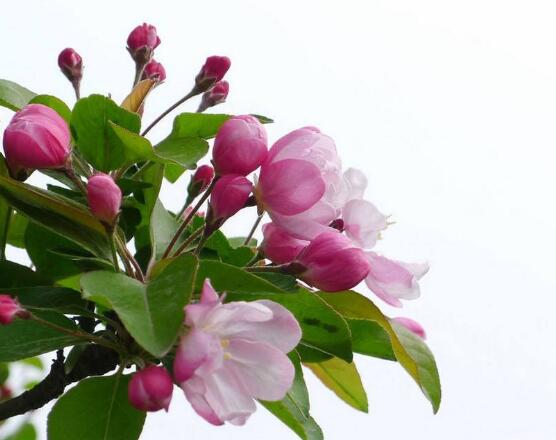 海棠花開(kāi)花時(shí)間，每年4-5月含苞綻放(春季)