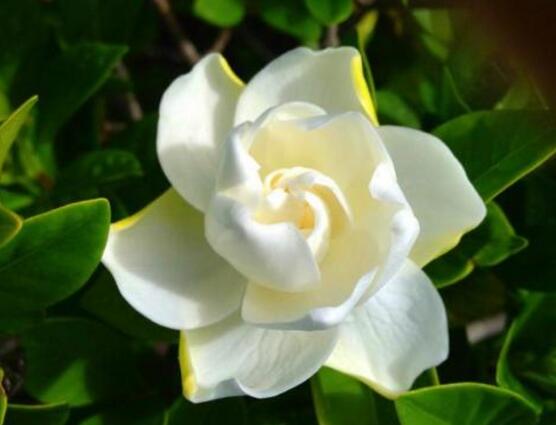 最美梔子花圖片欣賞，潔白無瑕、芳香素雅