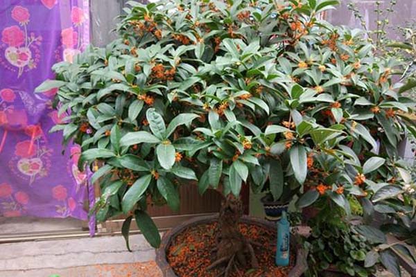 盆栽桂花的養(yǎng)殖方法和注意事項(xiàng)
