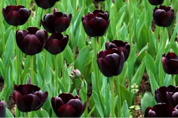 黑色郁金香花語，神秘、高貴的象征