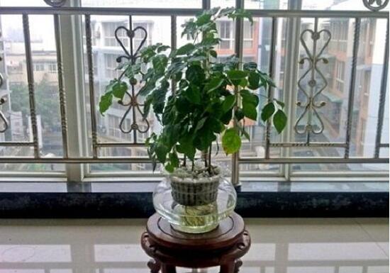 幸福樹的風(fēng)水作用有哪些，幸福樹的作用與功效