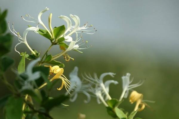 盆栽金銀花怎樣過(guò)冬，入室保暖并加強(qiáng)光照